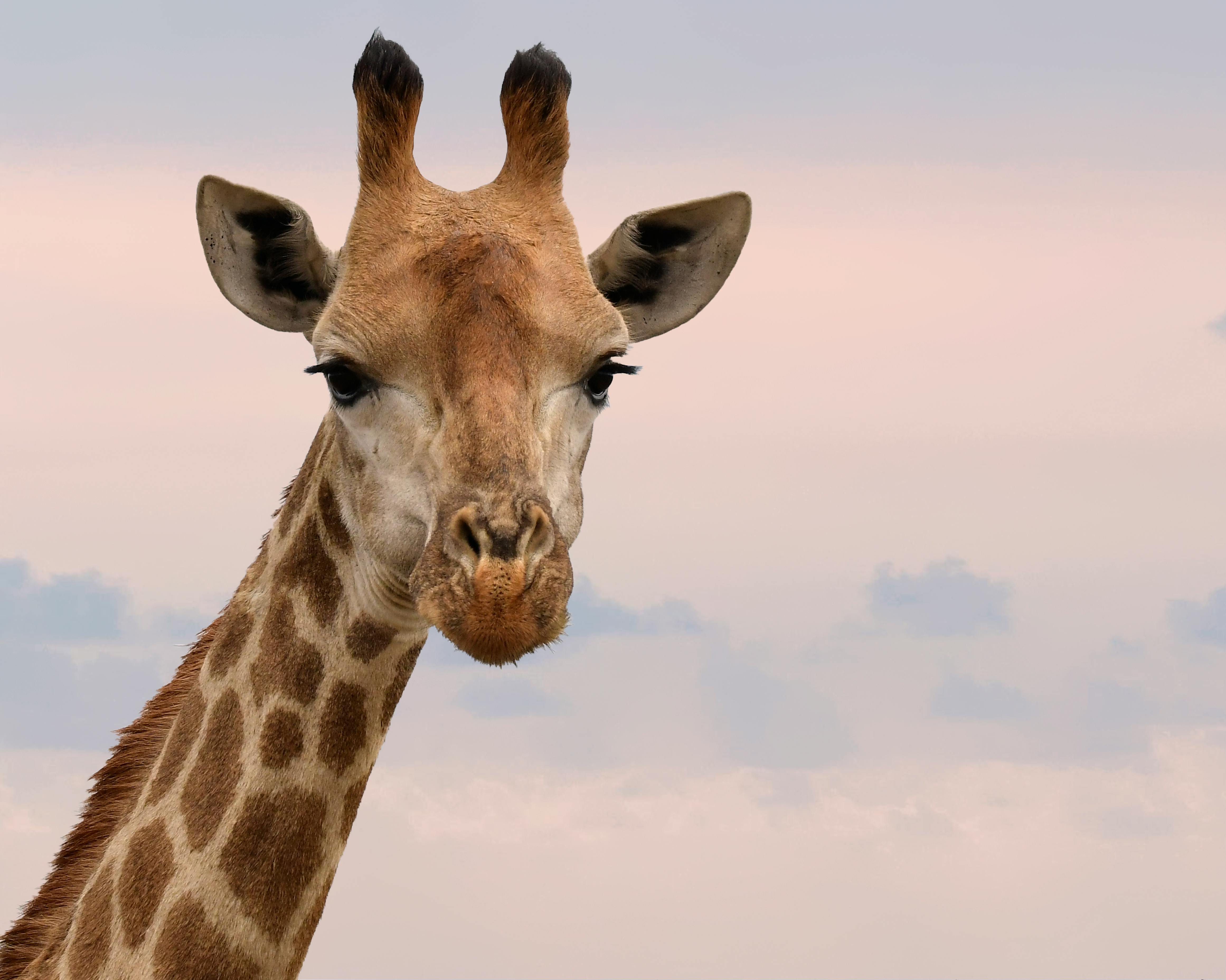 Close-Up Photography of Giraffe · Free Stock Photo