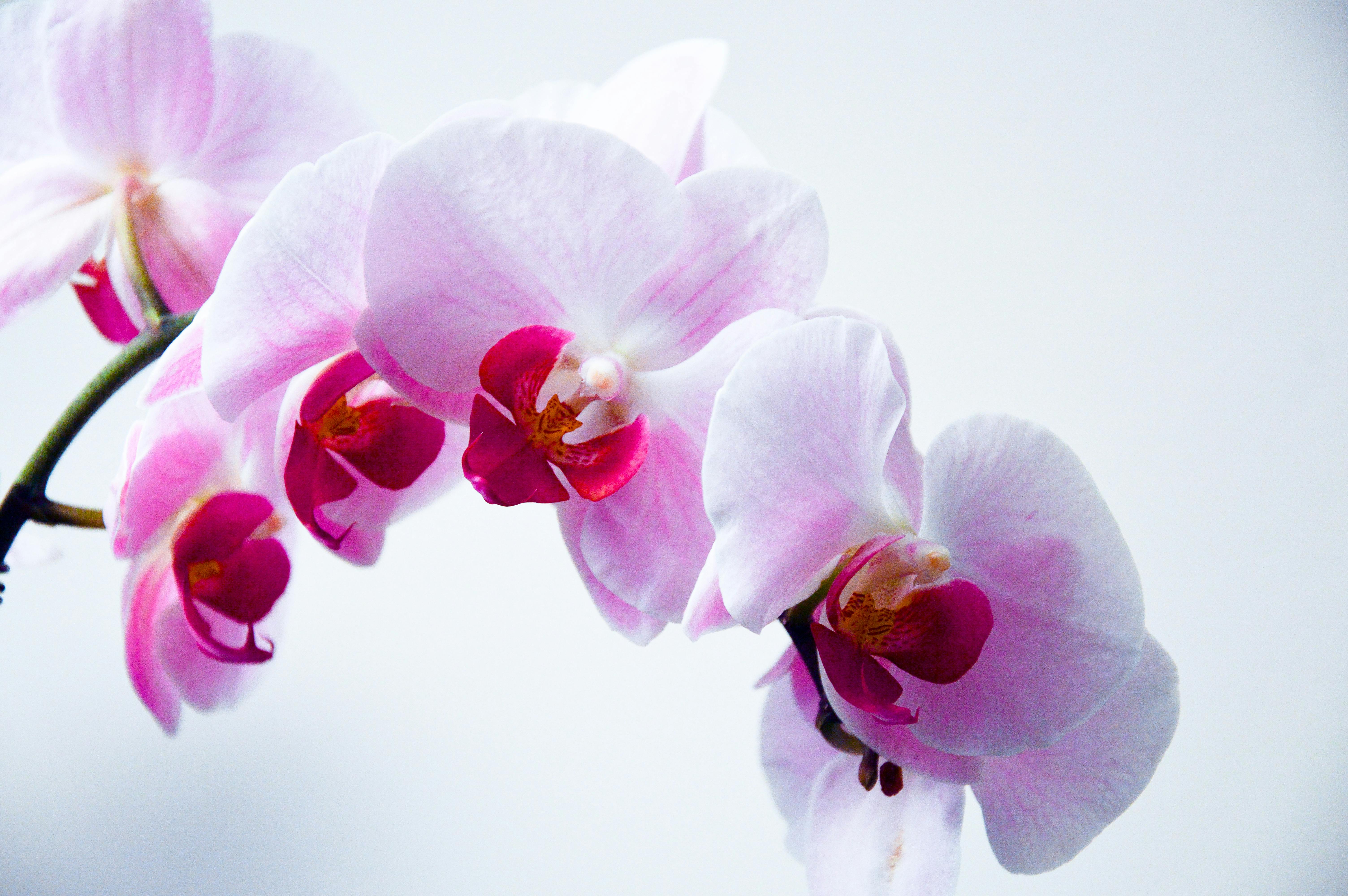 Apple iPhone Wallpaper with Cymbidium Orchid Flower 