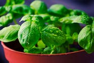 Free Stock Photo Of Basil Grow Herbs