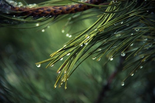 HD wallpaper of nature, raindrops, drops of water, pine