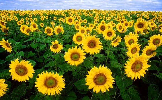 Sunflower Field Under Blue Sunny Sky