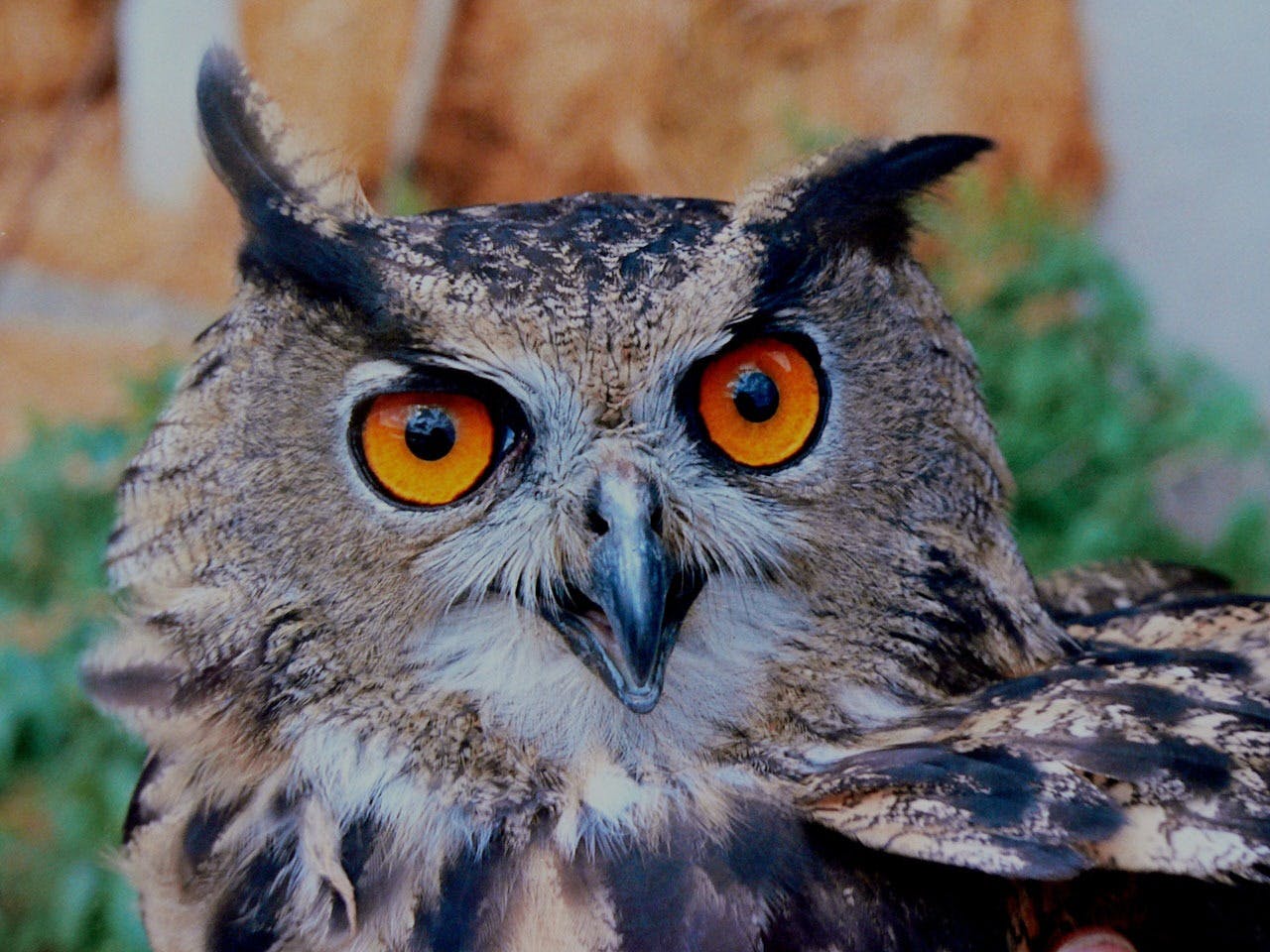 owl-horned-bird-bird-of-prey-87077.jpeg