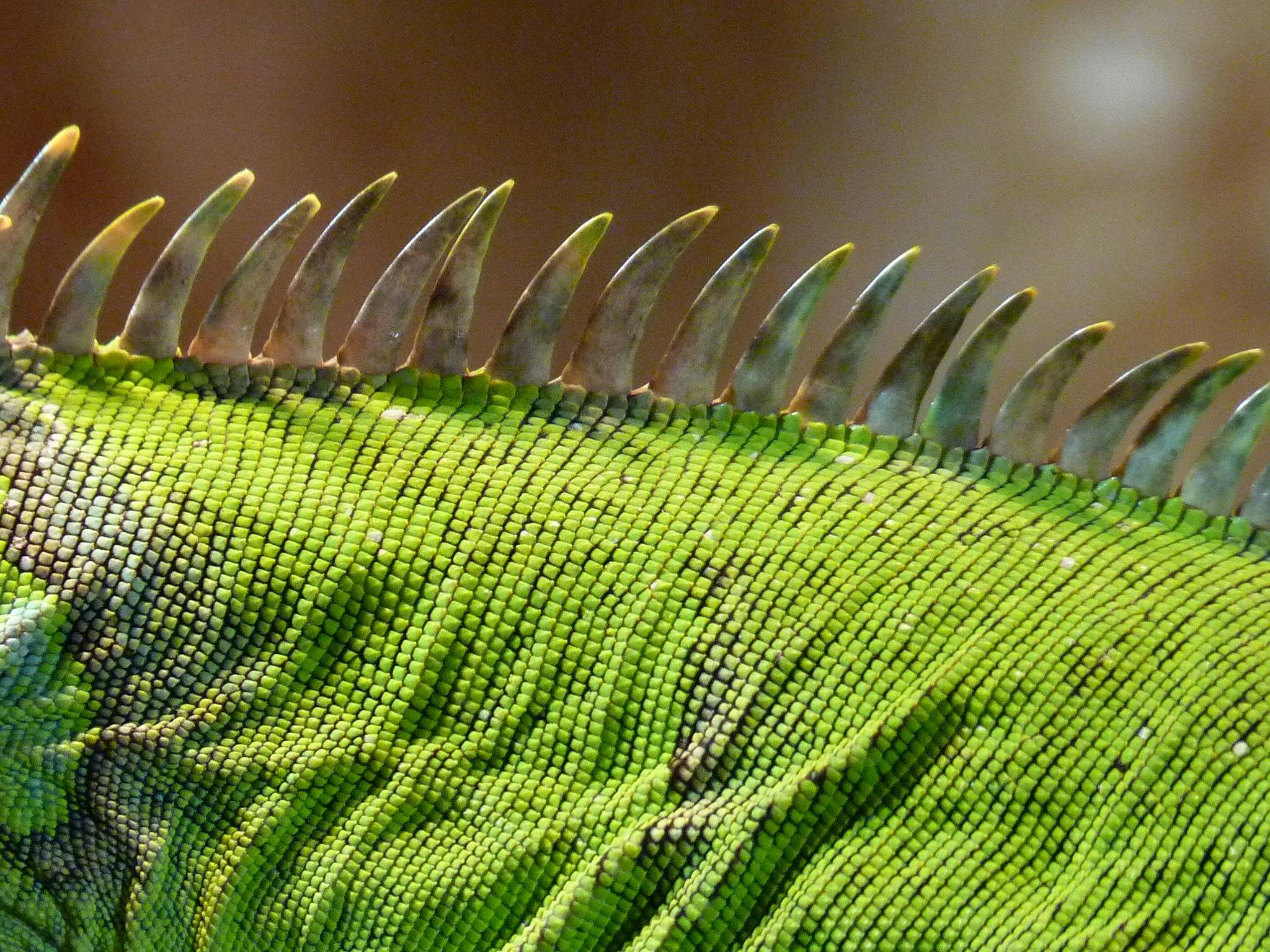 espalda iguana 