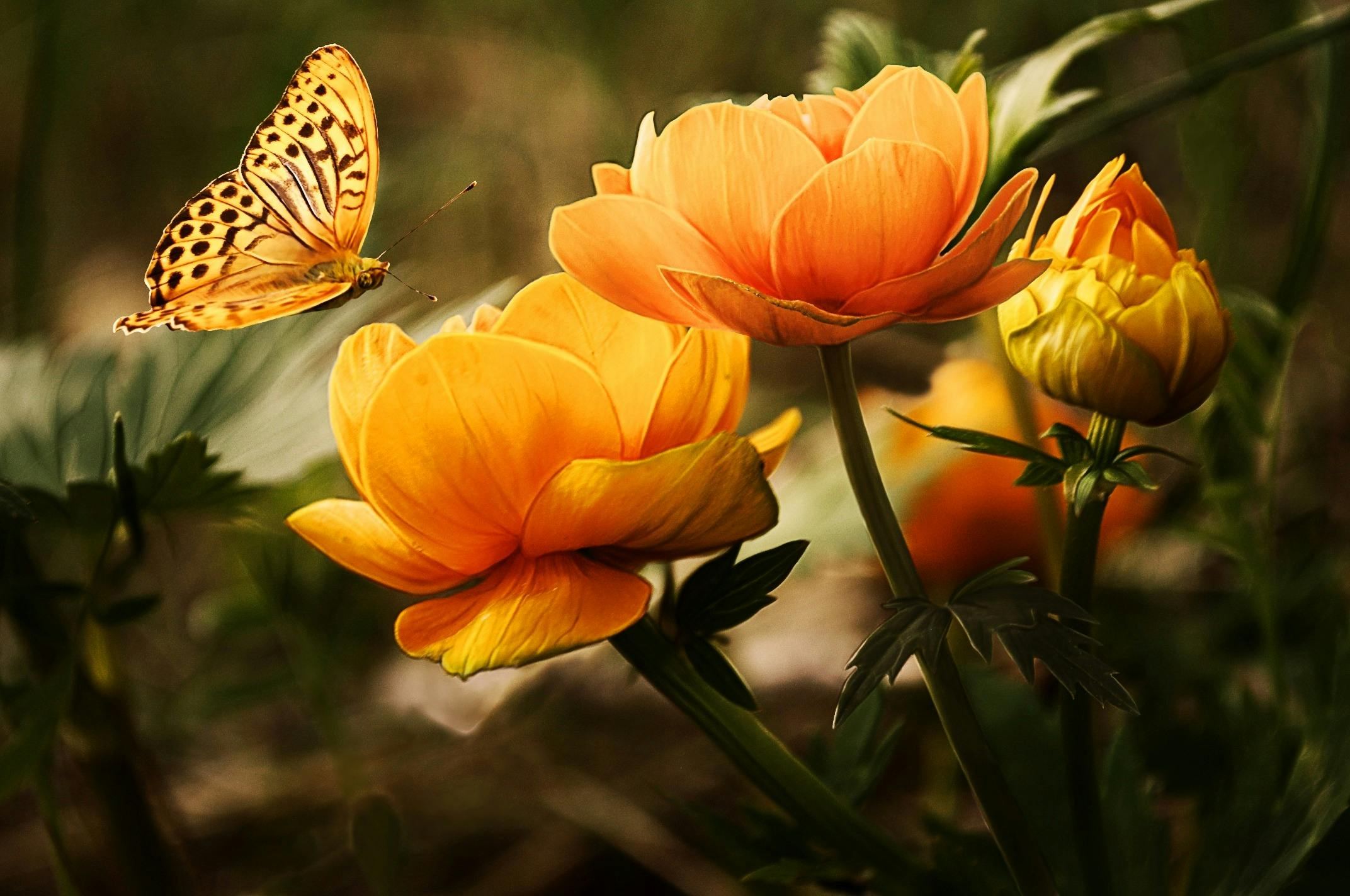 flowers-background-butterflies-beautiful-87452.jpeg (2144×1424)