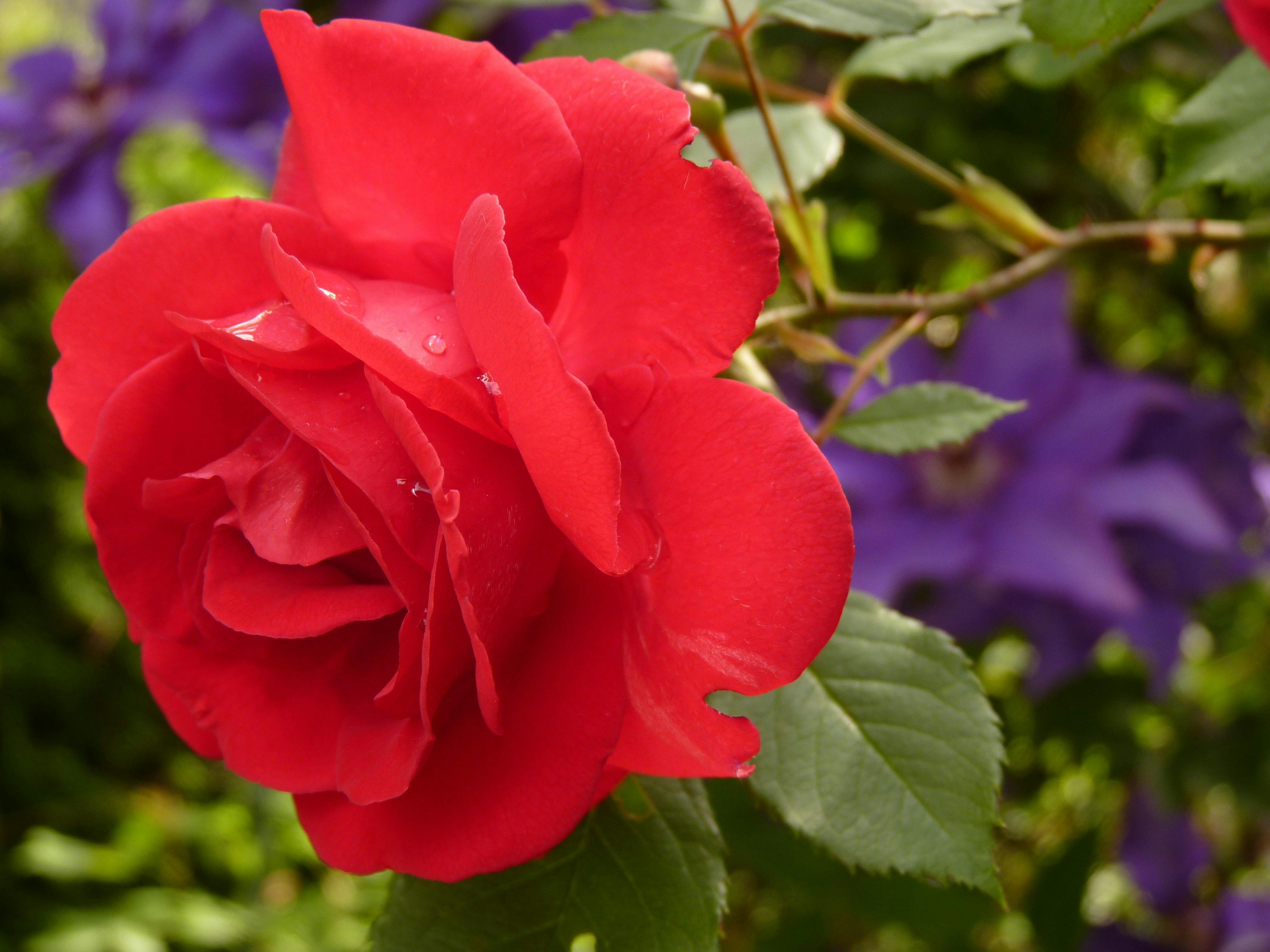 rose-blossom-bloom-red-rose-87469.jpeg (4000×3000)