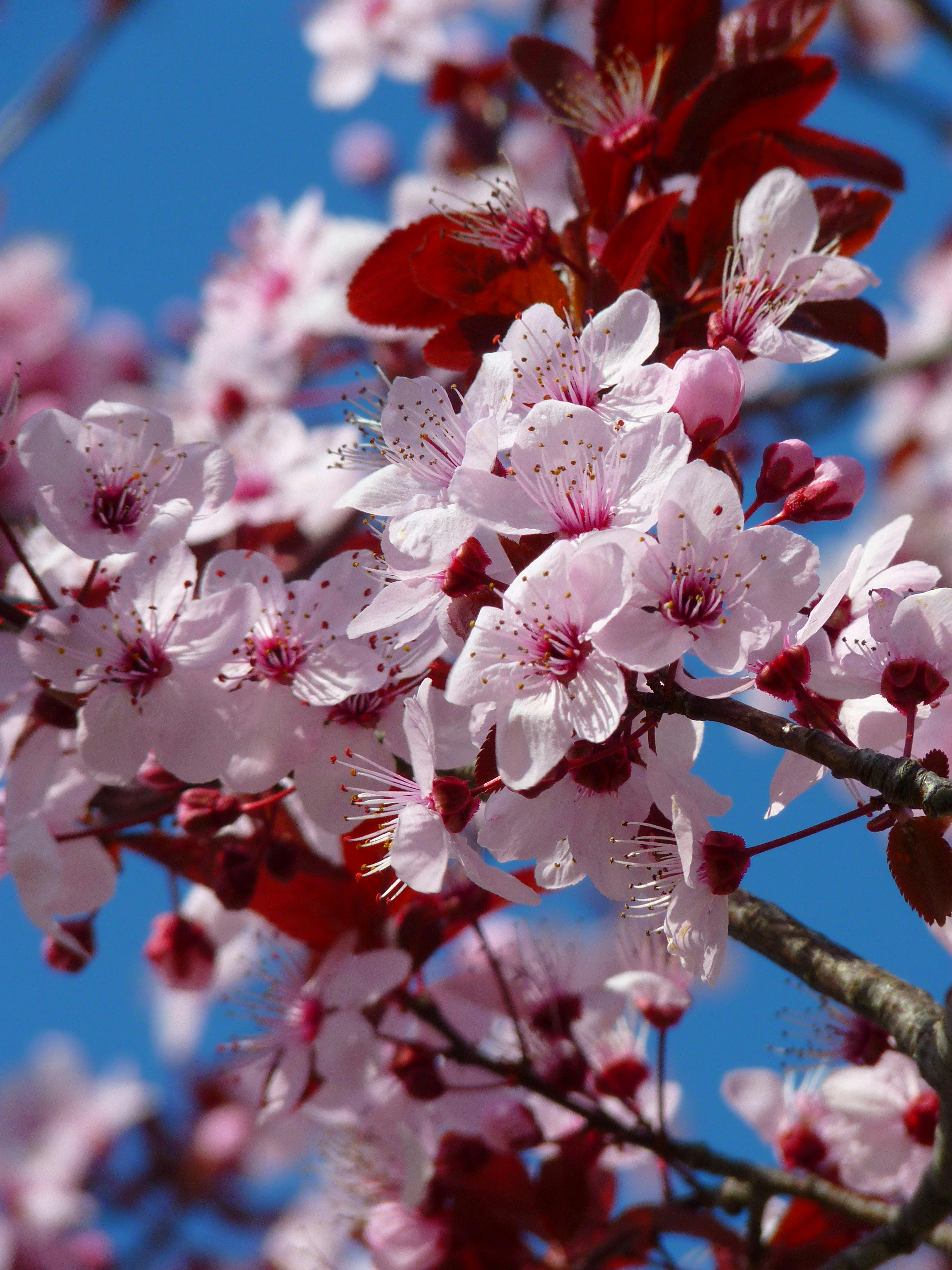 Red Pink and White Petaled Tree during Daytime · Free Stock Photo