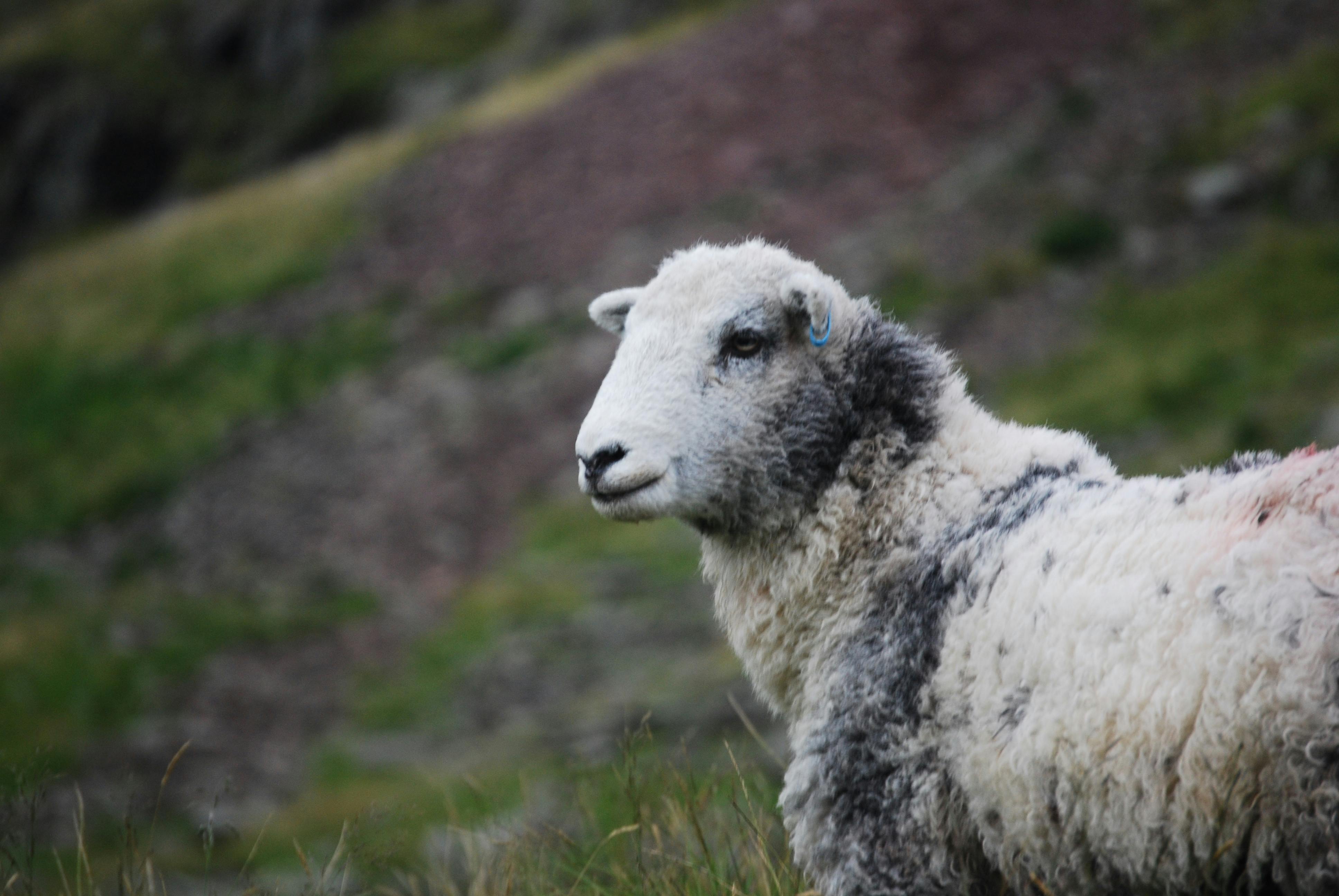 A sheep stares off into the distance. 