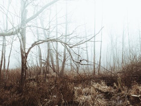 Free stock photo of forest, trees, fog, foggy