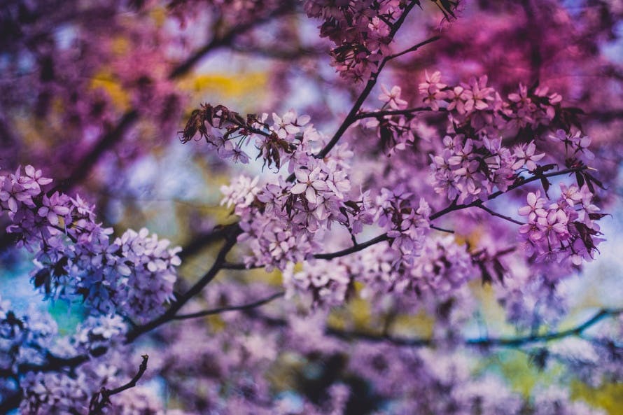 Close Photo of Purple Petaled Flower during Daytime