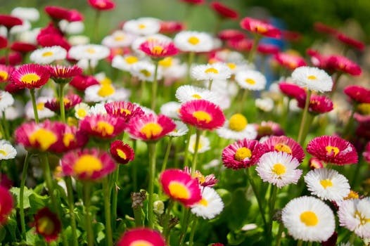 A free stock photo of a lawn with colorful flowers.