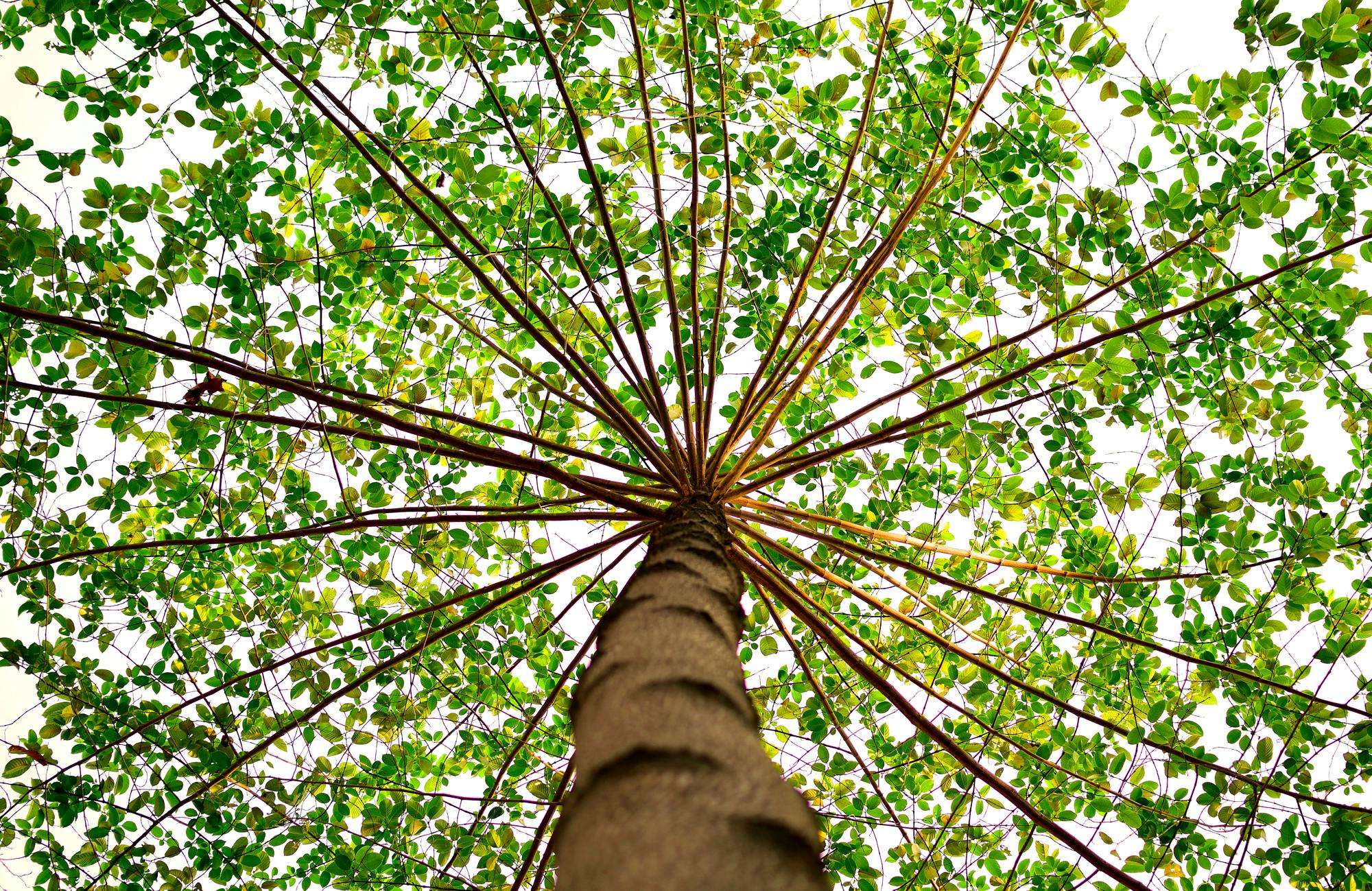 Bottom View of Green Leaved Tree during Daytime · Free 