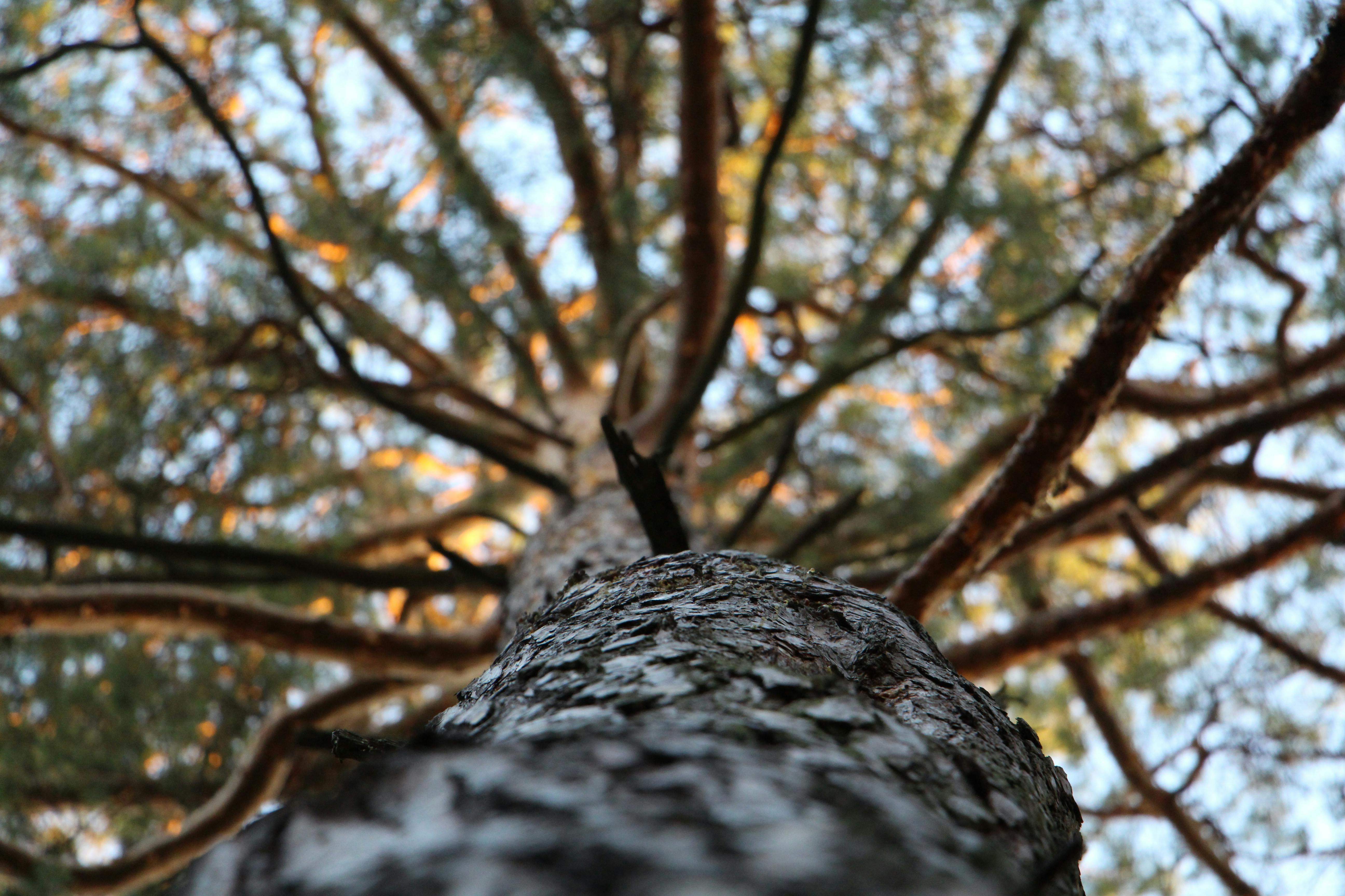 Low Angle Photography  of Trees  during Daytime  Free Stock 