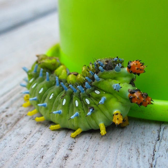 Green Catterpillar