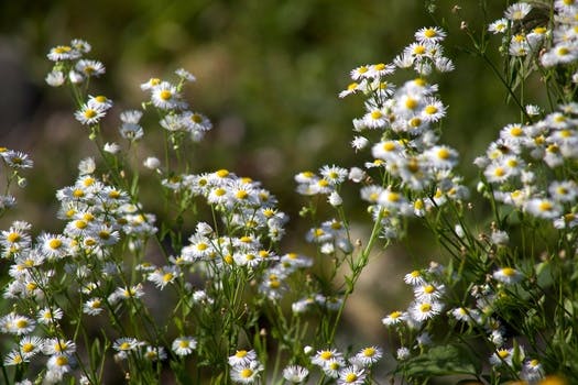 HD wallpaper of flowers, garden, marguerites, flora