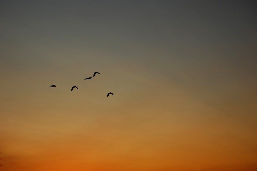 Free stock photo of birds, sky, touch