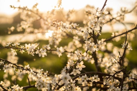 Free stock photo of nature, sunny, flowers, summer