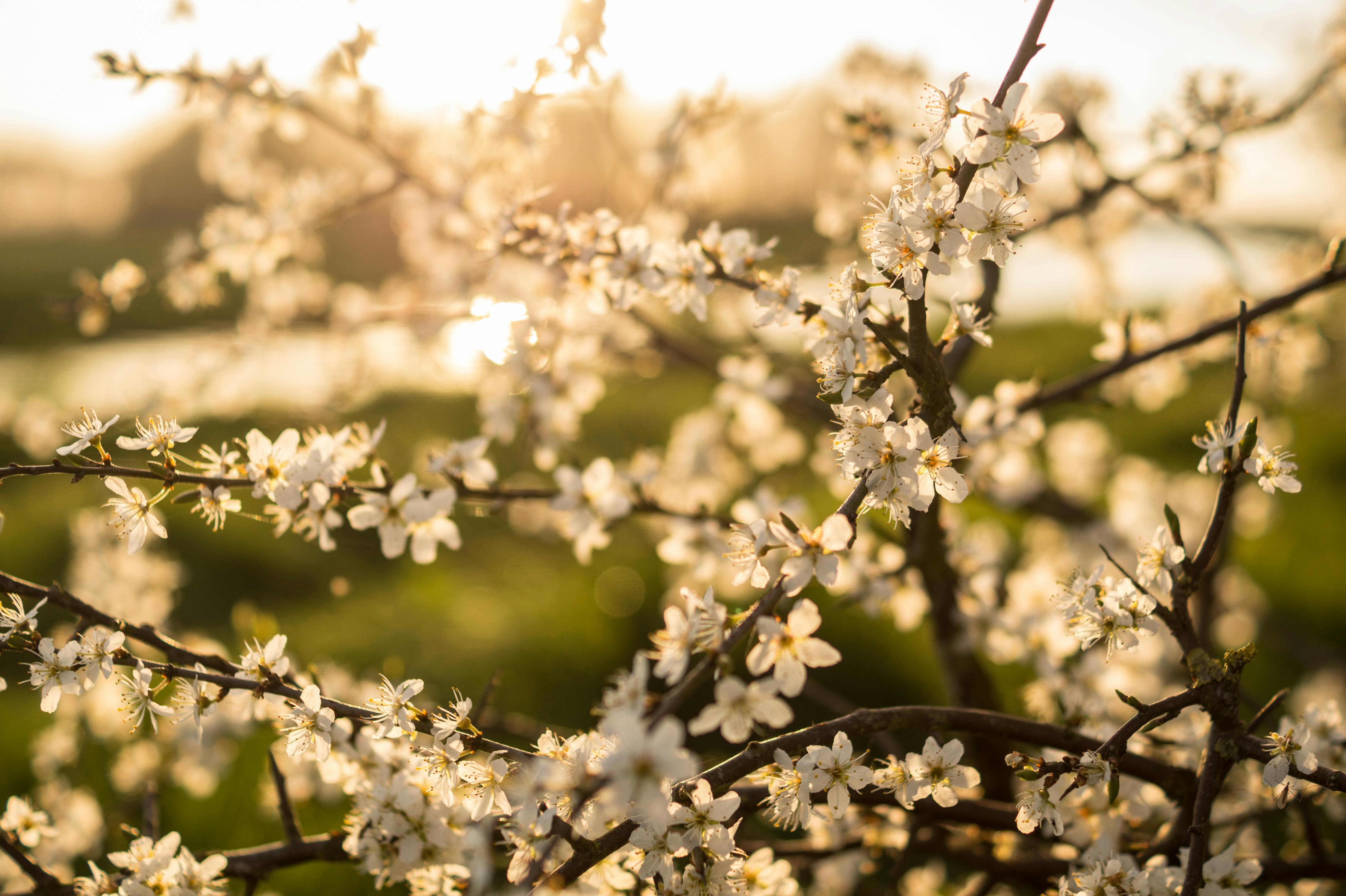 Free stock photo of blossom, flora, floral