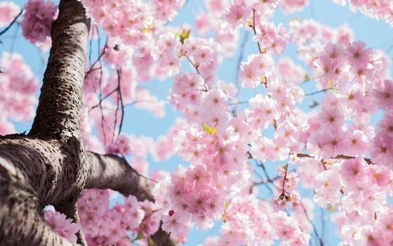 Cherry Blossoms Photo in Tilt Shift