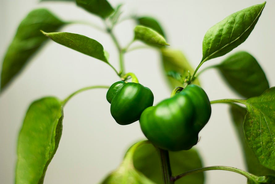 plant, leaves, green