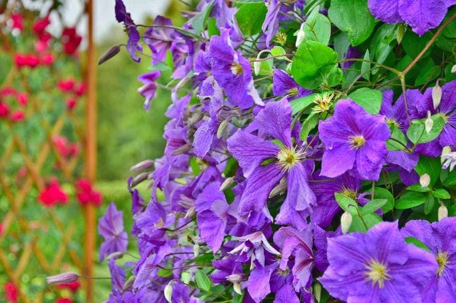 Free stock photo of bloom, clematis, close-up