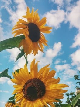 Sunflowers and Blue Sky