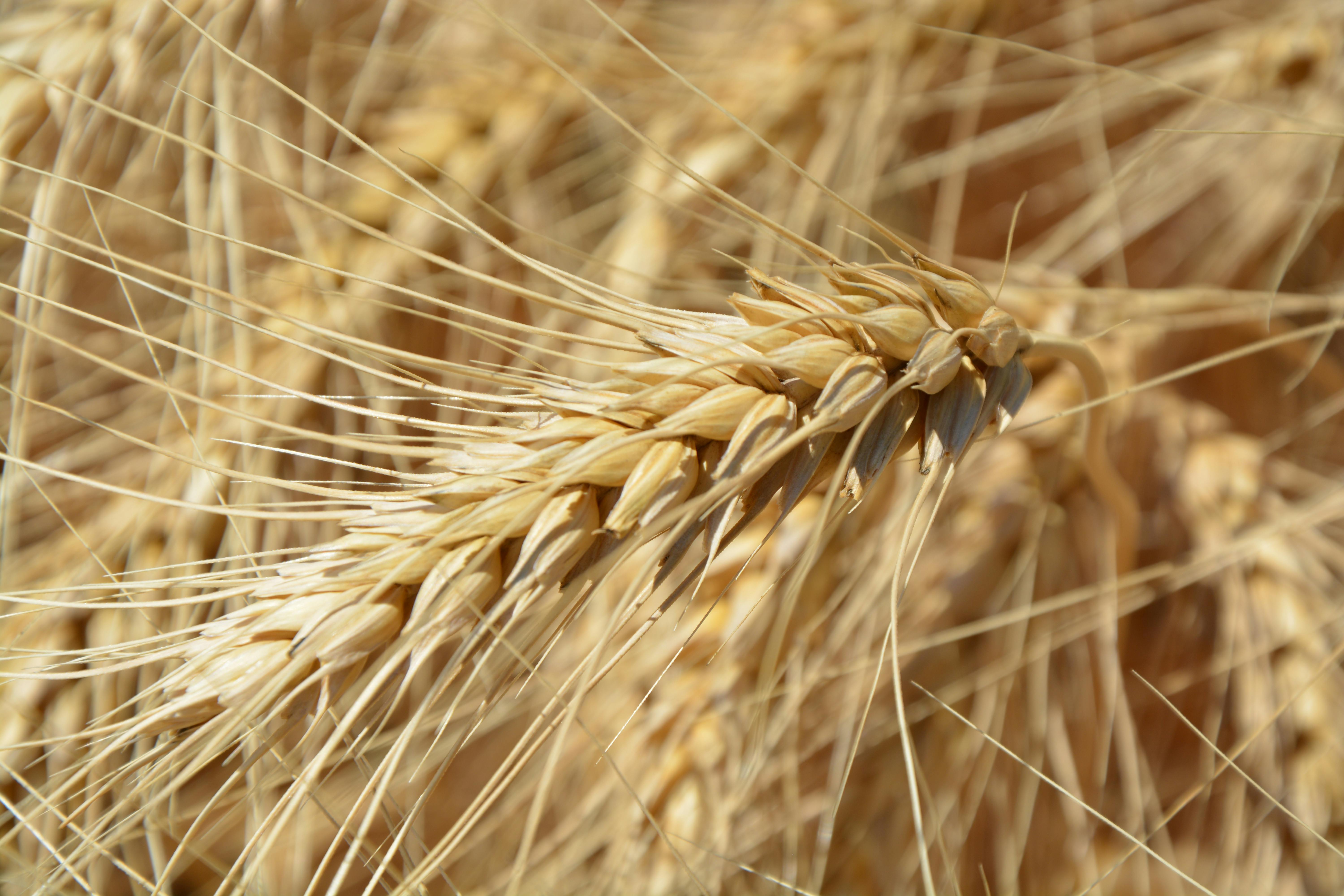 Brown Wheat Plant · Free Stock Photo