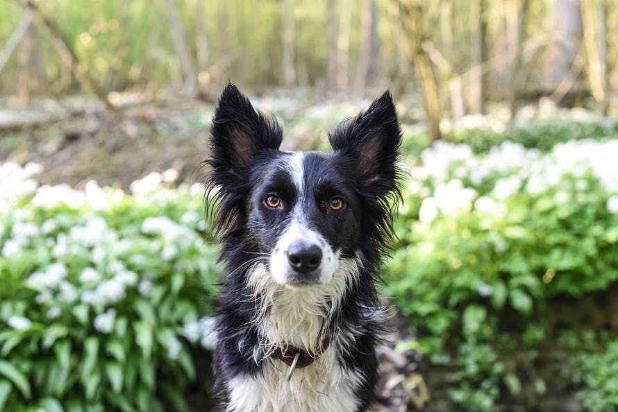 Free stock photo of black-and-white, border collie, dog