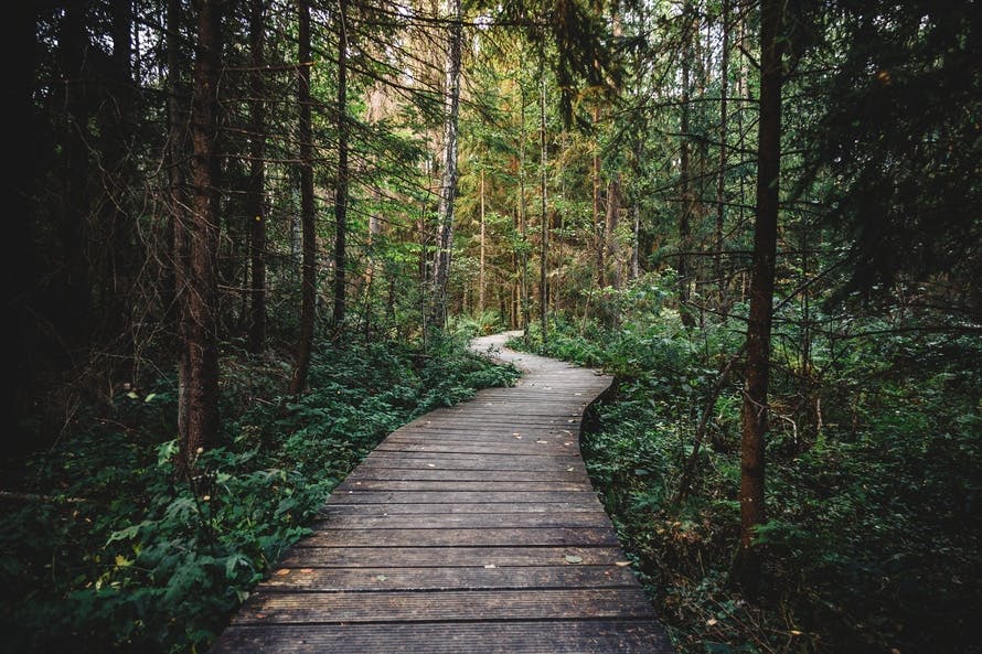 dense, forest, path