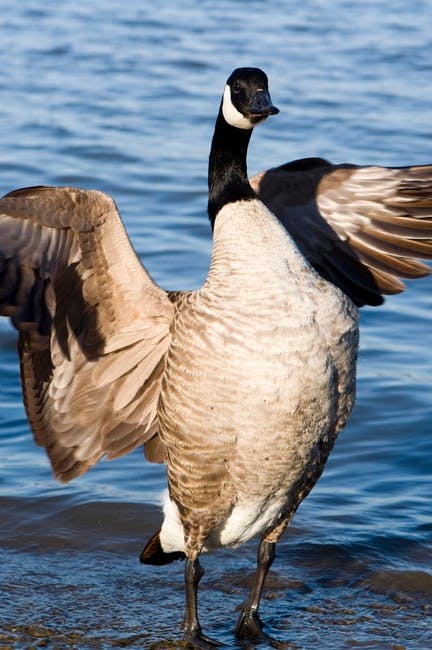 Free stock photo of animal, bird, goose