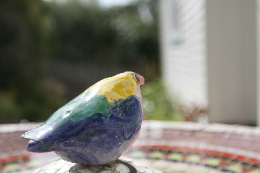 Free stock photo of bird, bird bath, blurred background