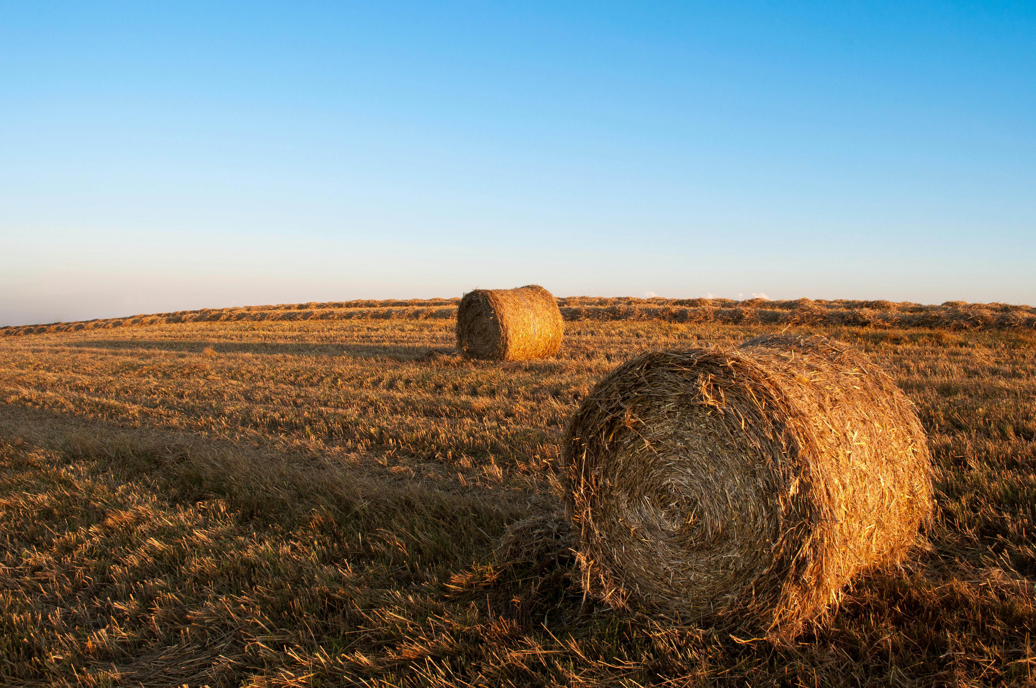 Agriculture Farming Field Harvest Hay Bales · Free Photo